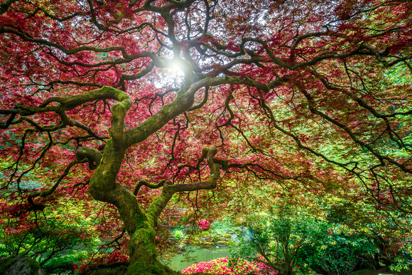 Maple Tree with Sun Flare