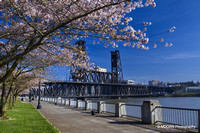 Cherry Blossoms PDX