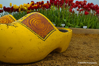 Wooden Shoe Tulip Field