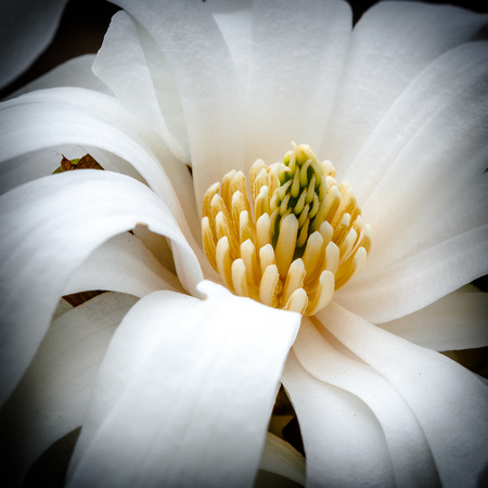 Macro Bloom White