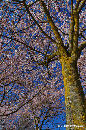 Cherry Blossoms PDX