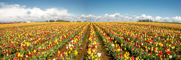 Tulip Fields Forever