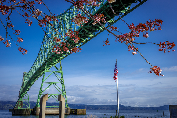 Astoria-Megler Bridge w/ Cherry Blossoms