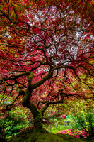 Maple Tree in HDR