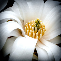 Macro Bloom White