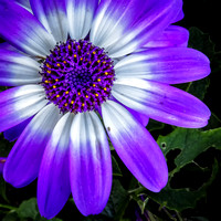 Flora